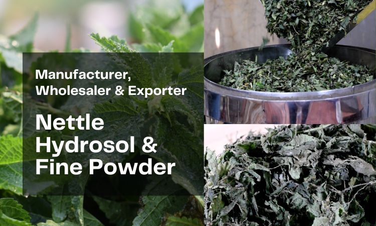 manufacturer for nettle hydrosol and powder